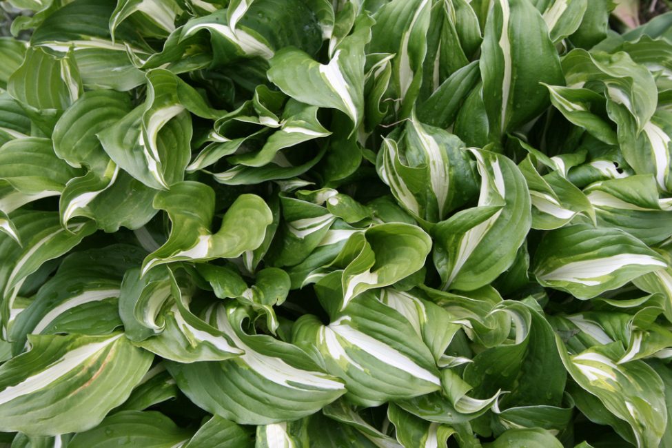 Vågig hosta