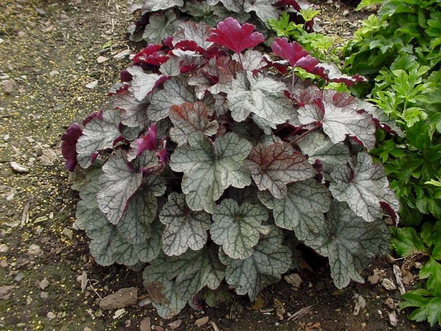 Heuchera τριχωτό