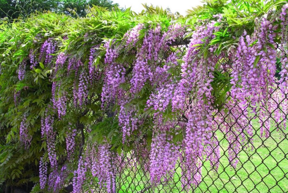 Wisteria bohatě kvetoucí