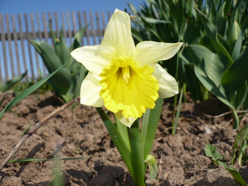 Per plantar una planta, és millor triar un sòl solt, que proporcioni un bon drenatge.
