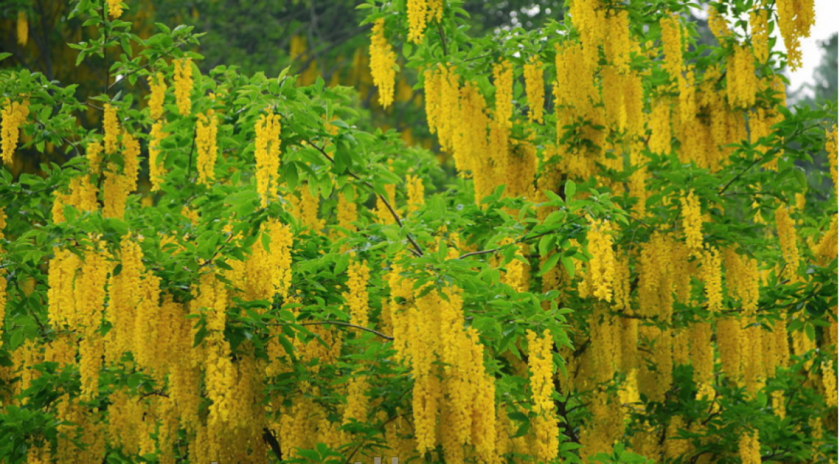 Bobovnik, γνωστός και ως Golden Rain