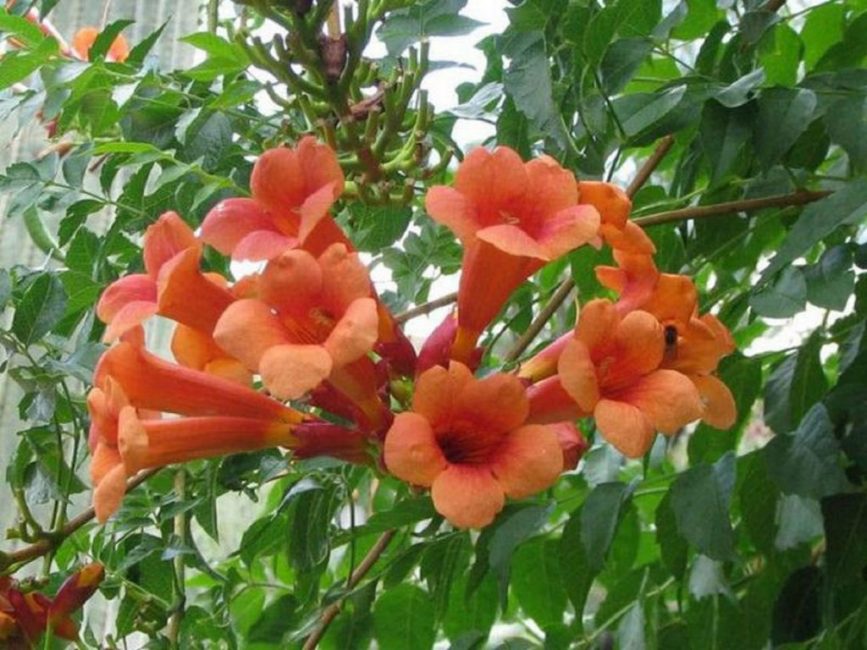 Campsis hibrid