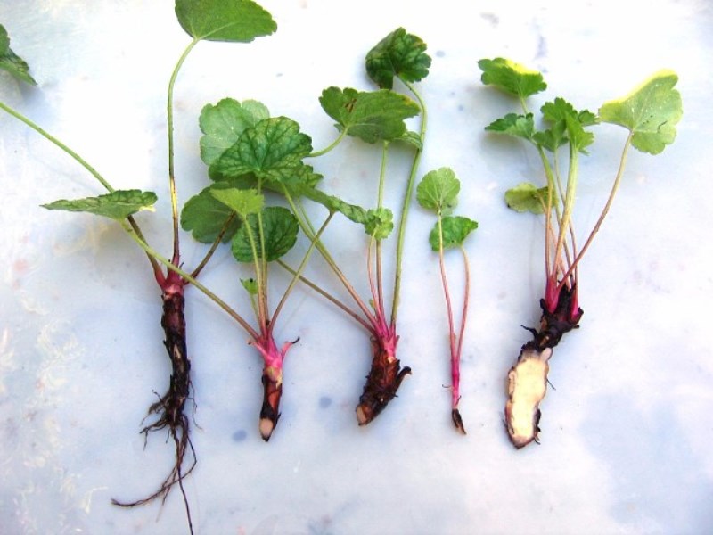 Μοσχεύματα ρίζας Heuchera