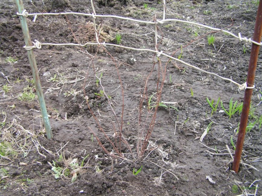 Planta joven plantada para formar un seto