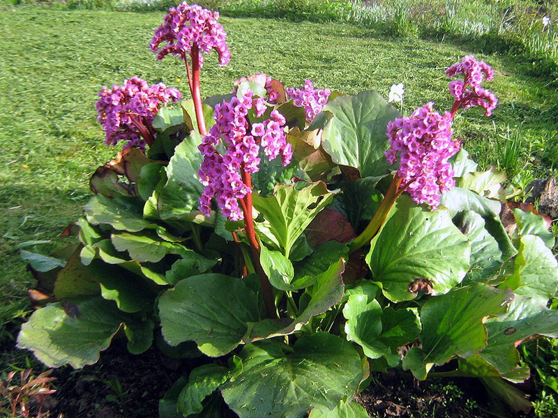 Yleiskuva kasvista