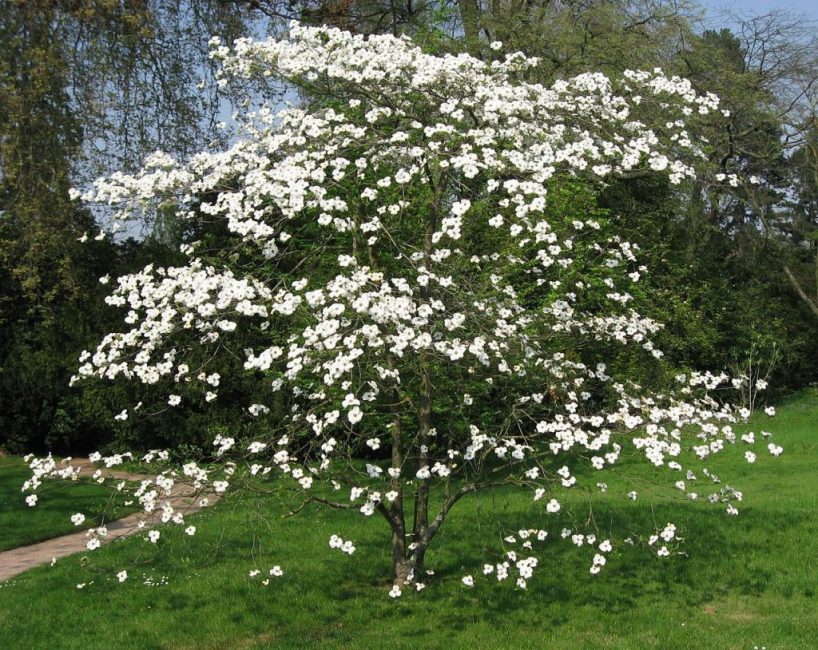 Allmän bild av blommande kornel