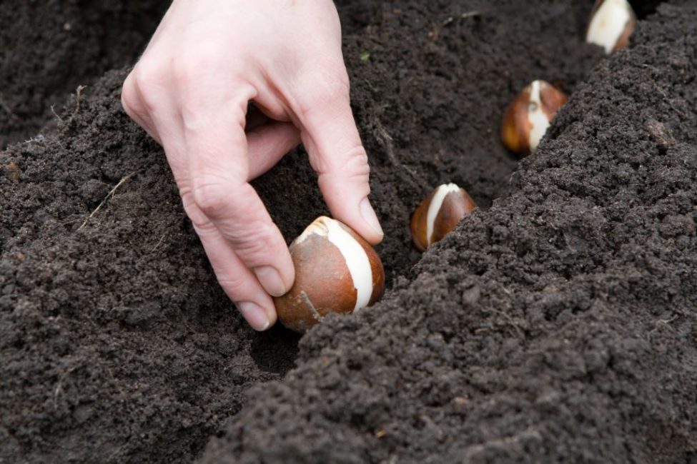 En general, els bulbs de la planta es trasplanten a un lloc nou a la tardor.