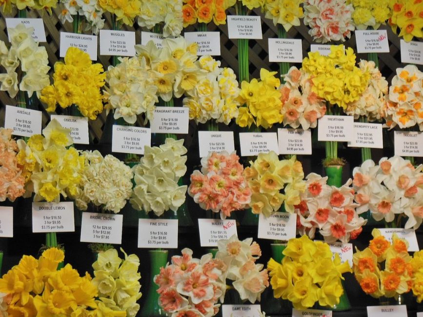 L'elecció correcta del bulb depèn de quines varietats cauran al jardí de flors del jardiner.
