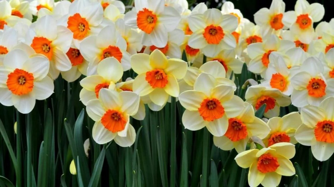 Una característica distintiva de les flors de primavera és el color contrastant dels pètals i el periant