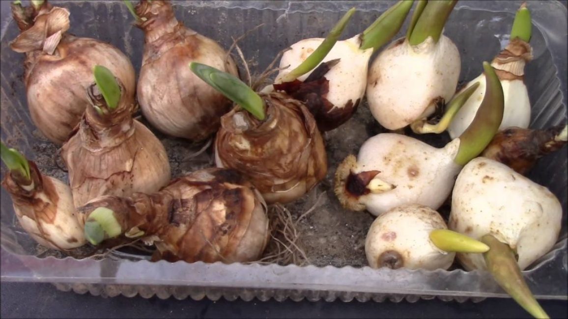 Abans de plantar en terra oberta, primer s'han d'escabetxar o ruixar els bulbs amb productes químics contra les plagues.