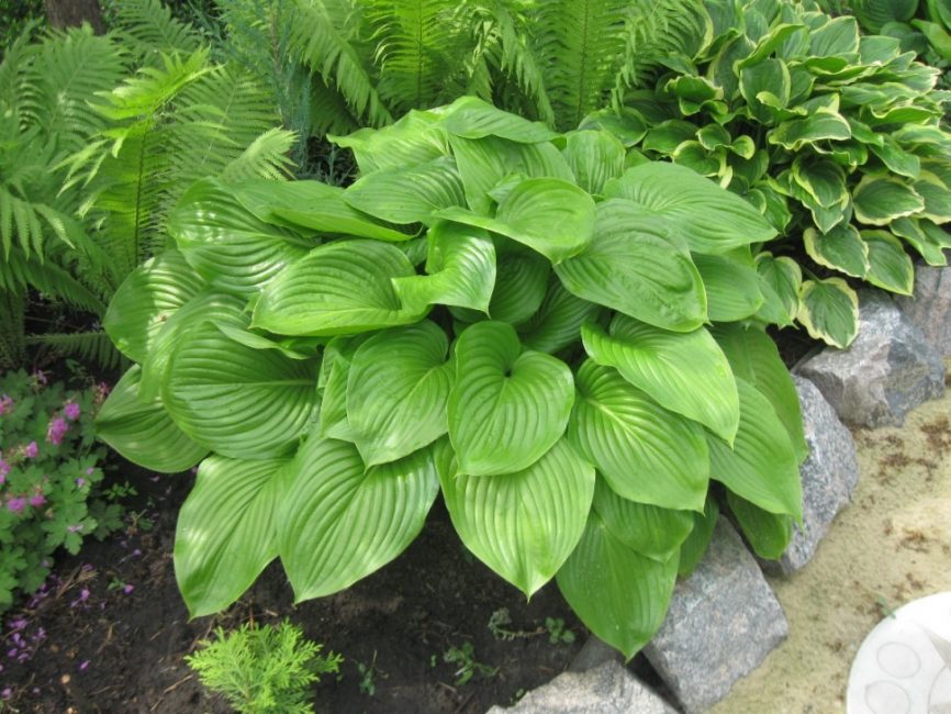 groblad hosta