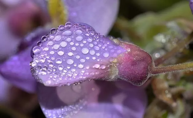 Wisteria nemá ráda nadměrnou vlhkost