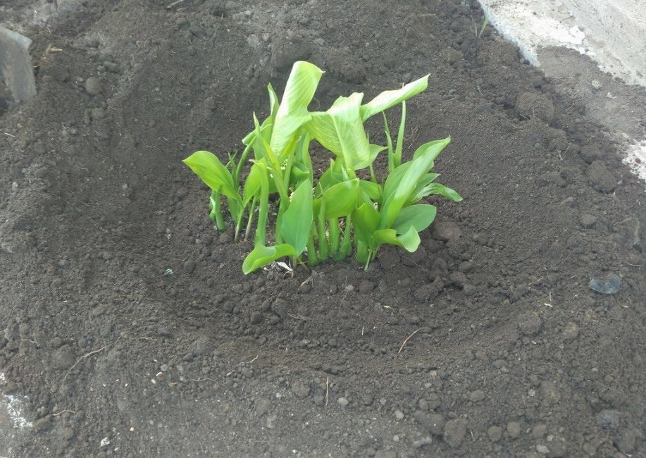 Plantera en växt på våren