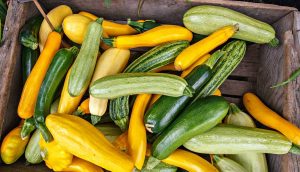 Calabacín: verduras dietéticas de la familia de las calabazas. Plantar semillas en campo abierto y cuidar, cultivar plántulas (15 fotos y videos) + Reseñas