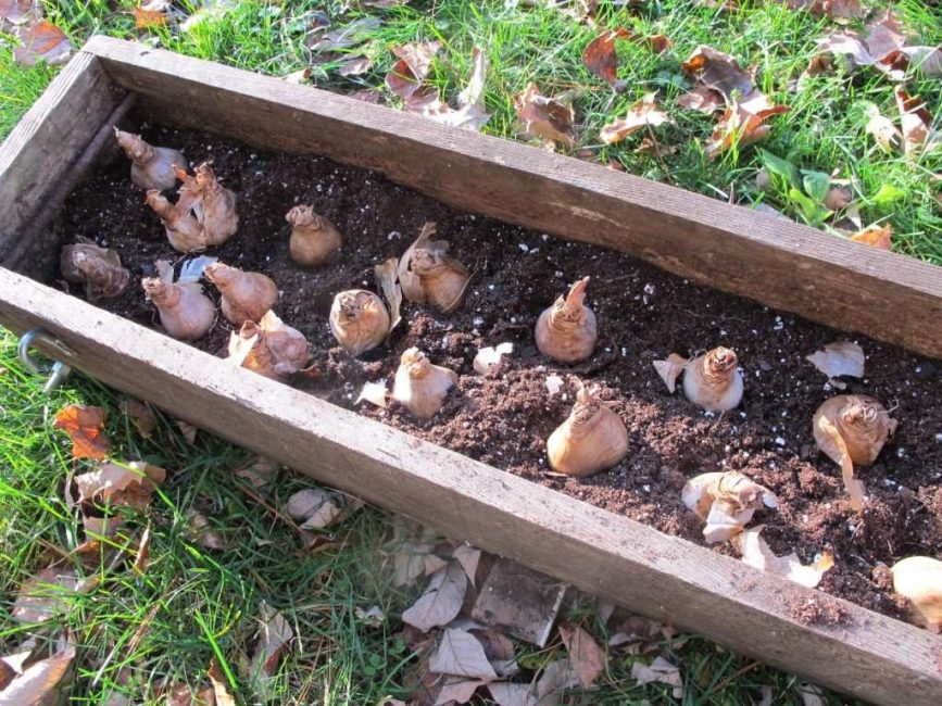 Reproducció per bulbs: la manera més fàcil i convenient de propagar una flor