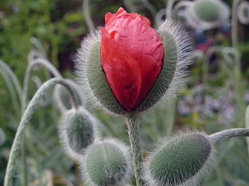 Blommande vallmoblomma