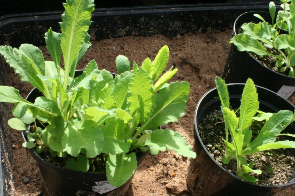 vallmoplanta