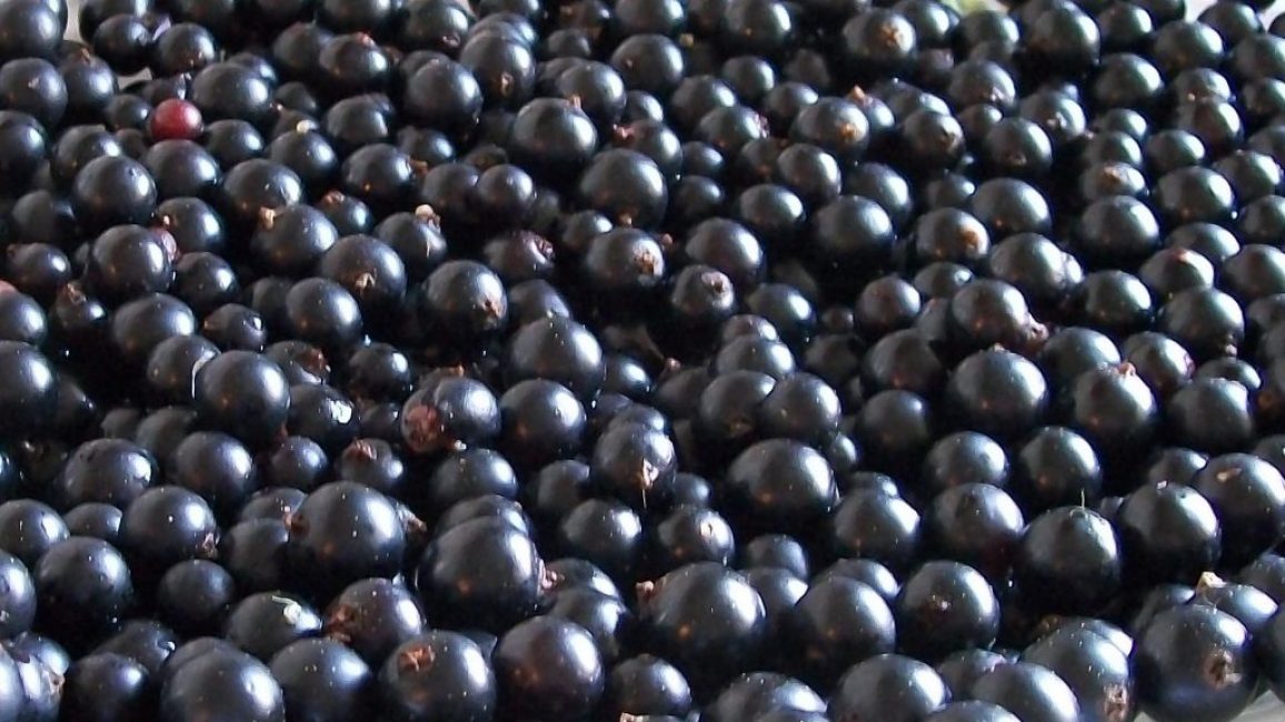 Verimliliği arttırılmış bir türün 1 çalısından 5 ila 8 kg olgun çilek hasat edilir