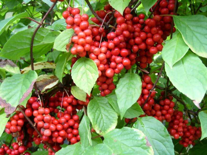 hierba de limón del jardín