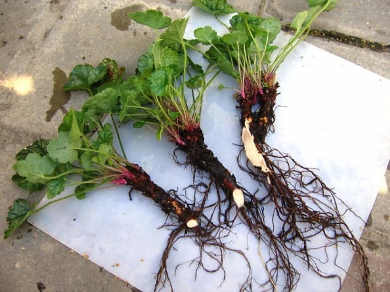 Σπορόφυτα Heuchera