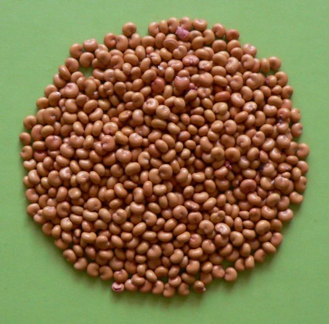 Semillas de Schisandra chinensis