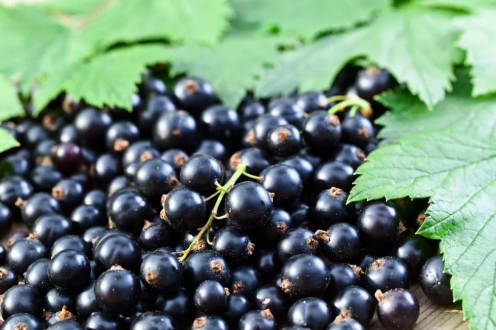 Meyvenin tatlılığı, bileşimindeki fruktoz ve askorbik asit oranına bağlıdır.