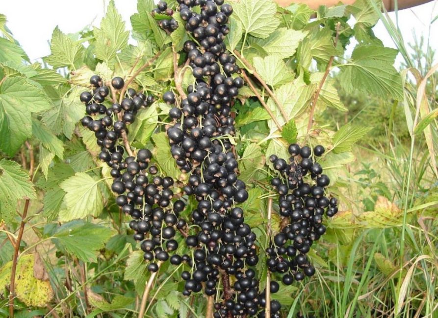 Çeşitli yeşil pus