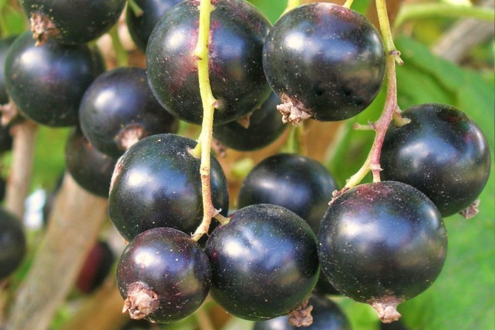 Pigme çeşidi