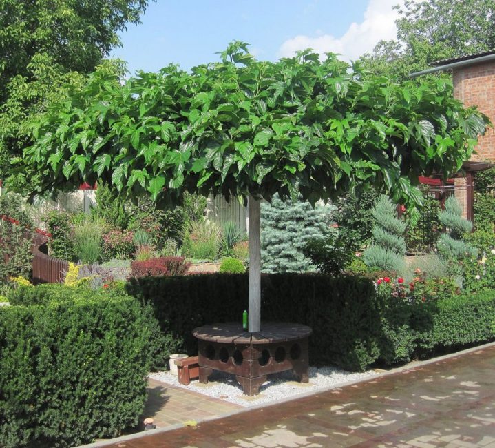 Morera - decoración de jardín