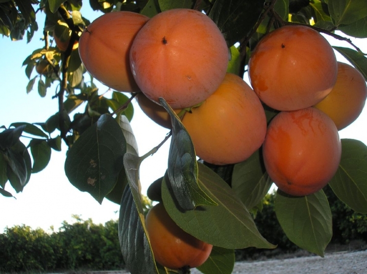 Persimmon satelliitti