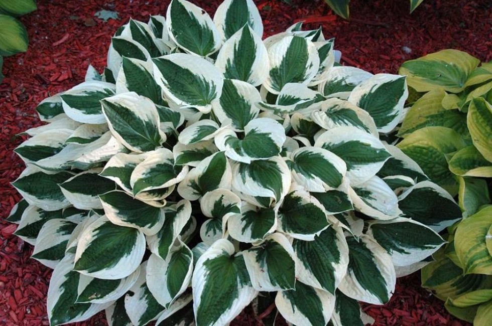 Hosta Patriot