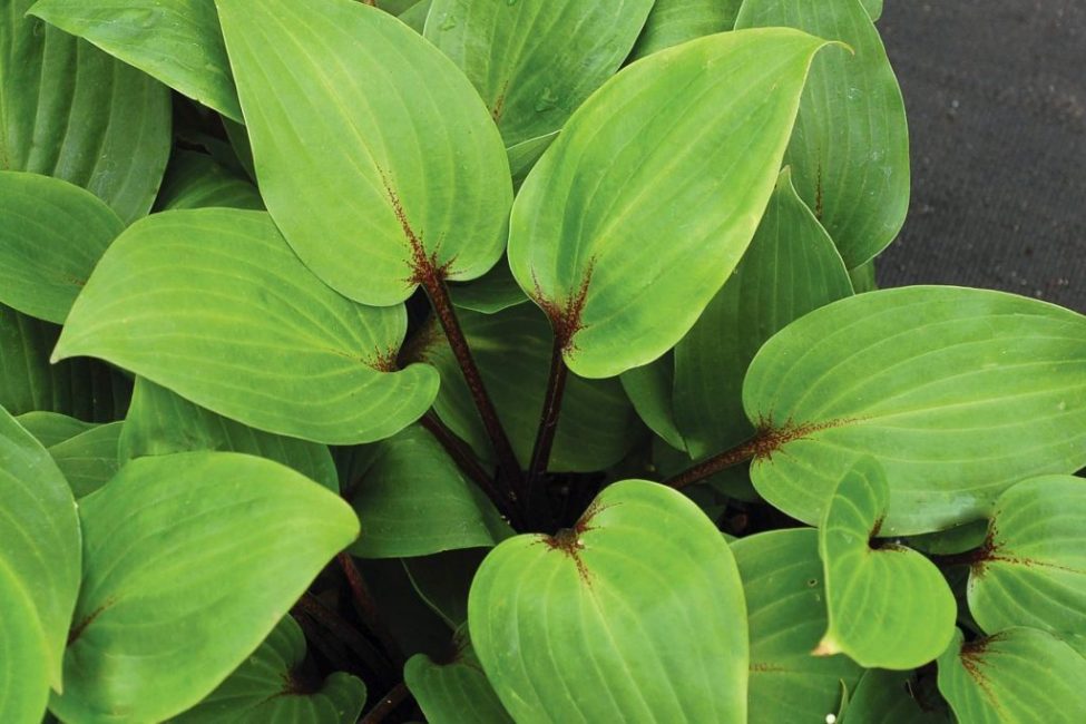 Hosta Purple Heart