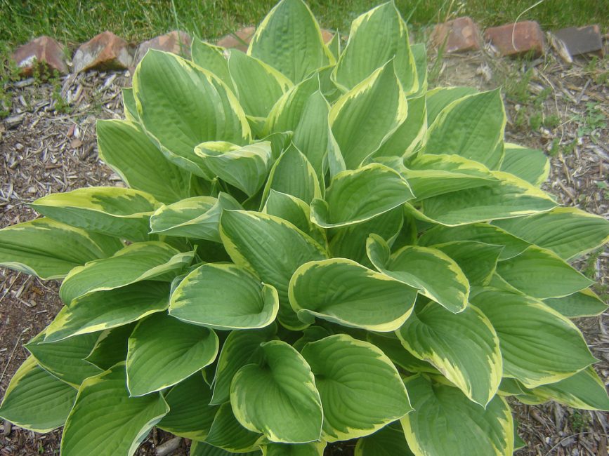 Hosta Fortune