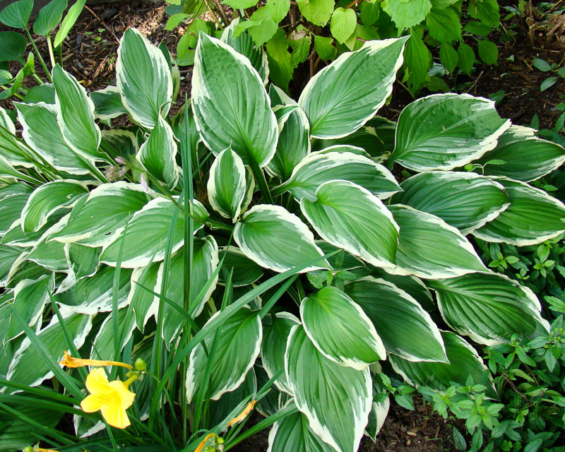 Hosta vitkantad