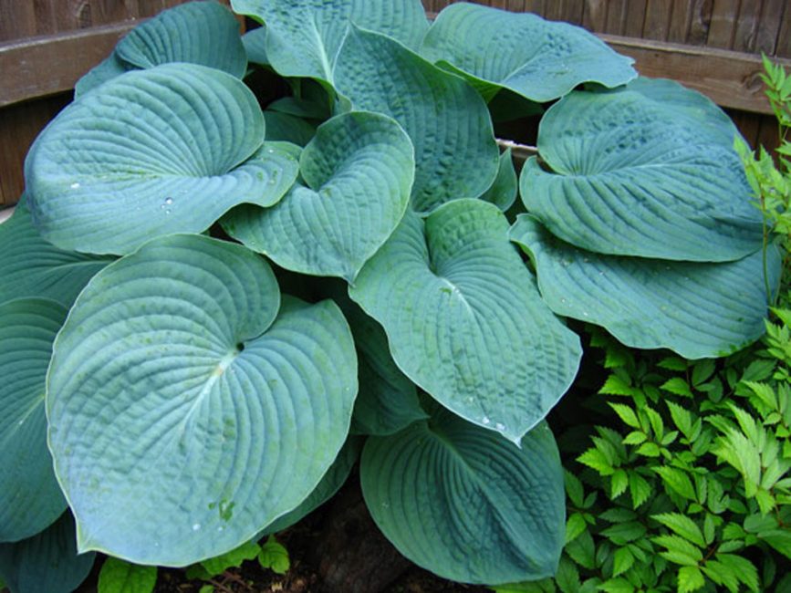 hosta big daddy