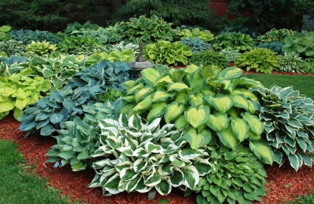 Hosta i landskapsdesign