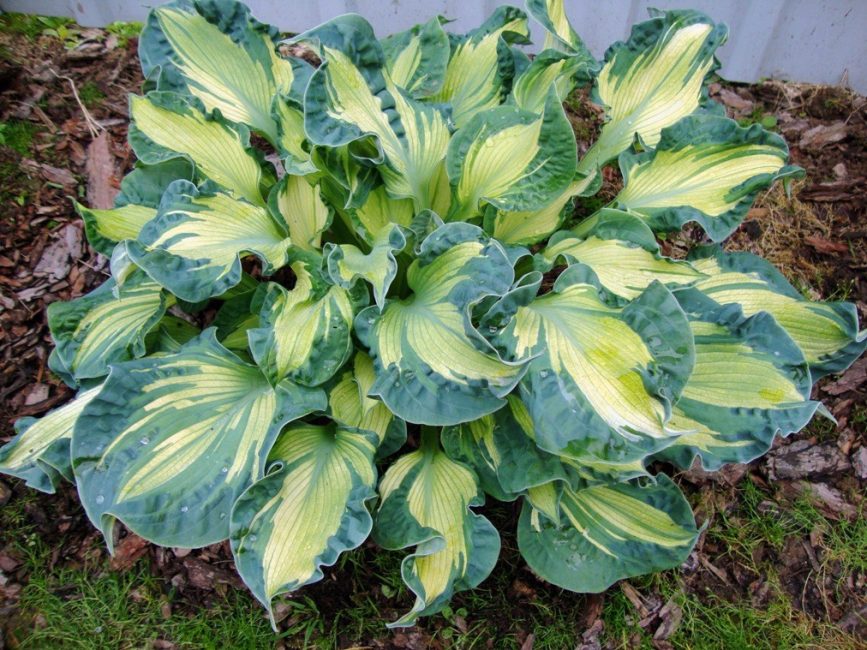 Hosta - opretentiös växt