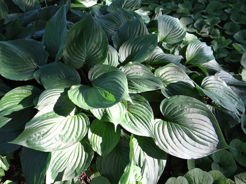 Hosta svullen