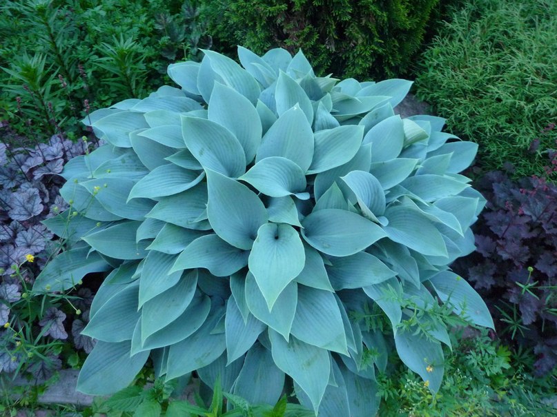 hosta blå ängel
