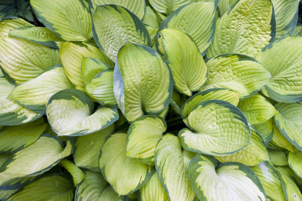 Hosta guldstandard