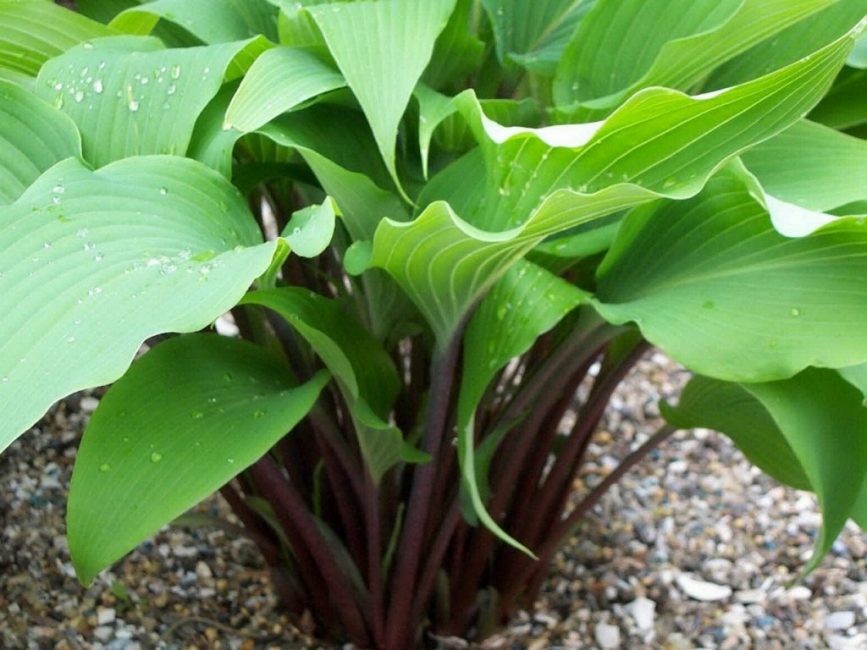 Hosta Red October