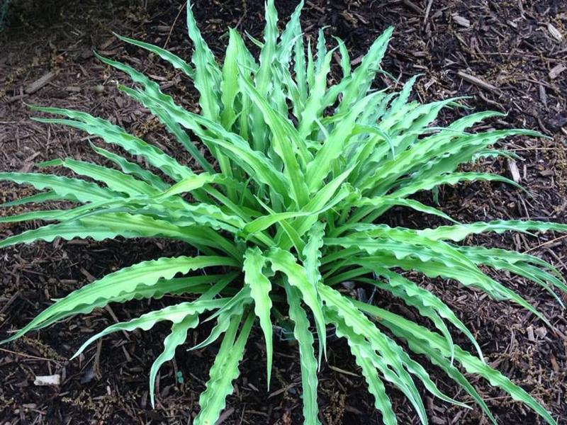 Hosta lockiga pommes frites