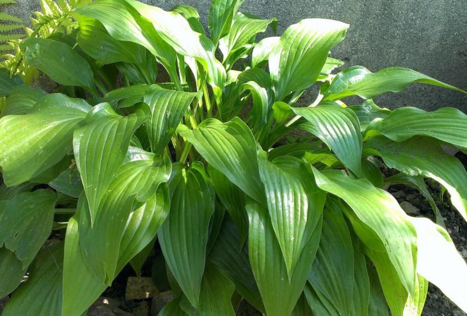 Hosta lansettliknande