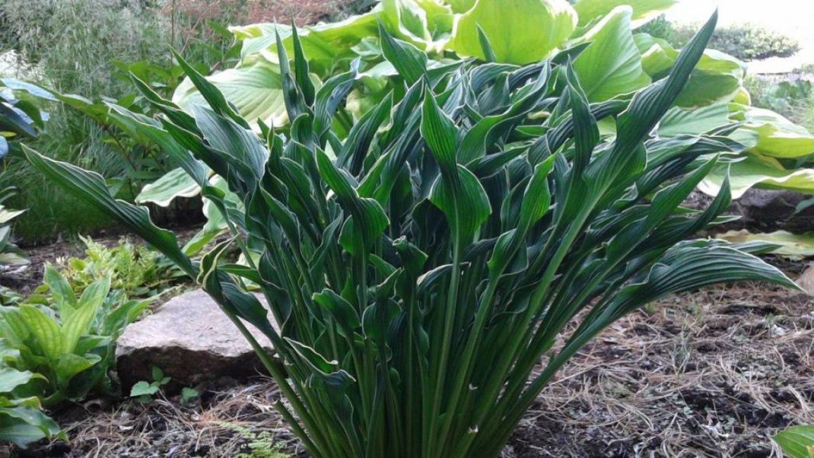 Hosta ber händer
