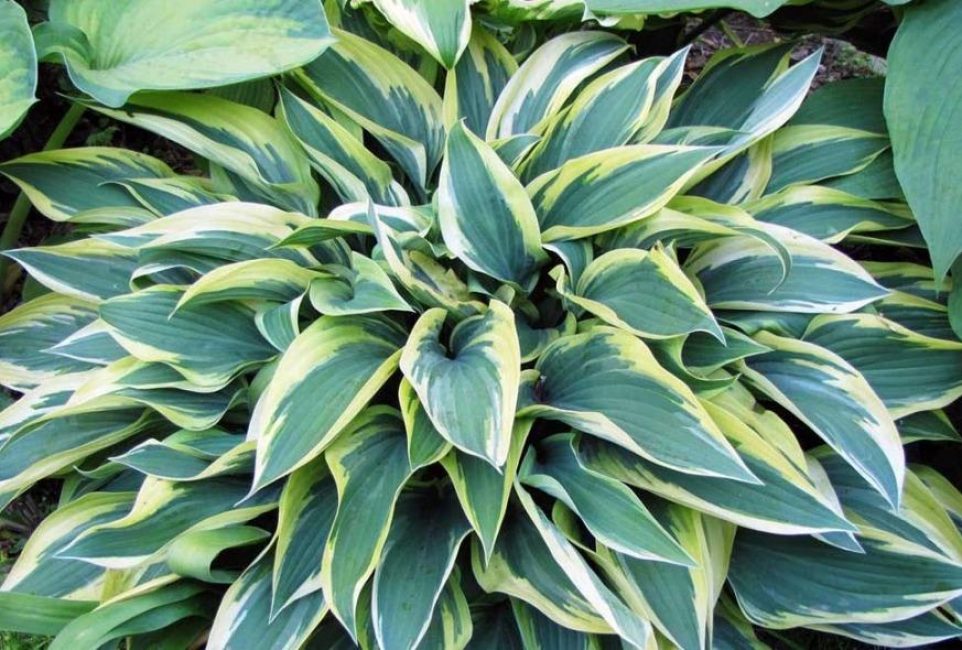 hosta järv