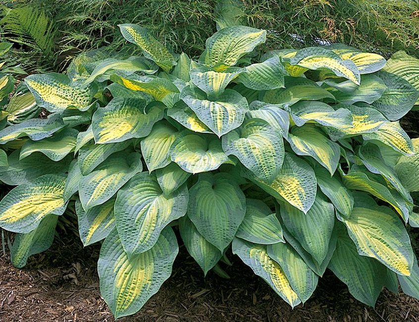 Hosta-kultivaren Paula