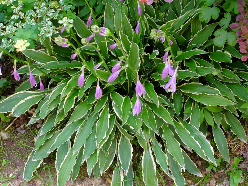 Hosta stilett