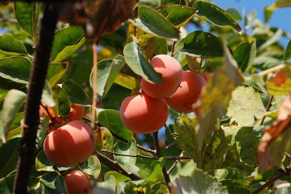 Persimmon neitsyt