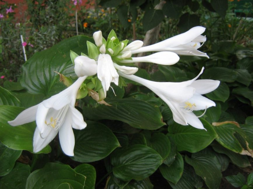 plantera blommor