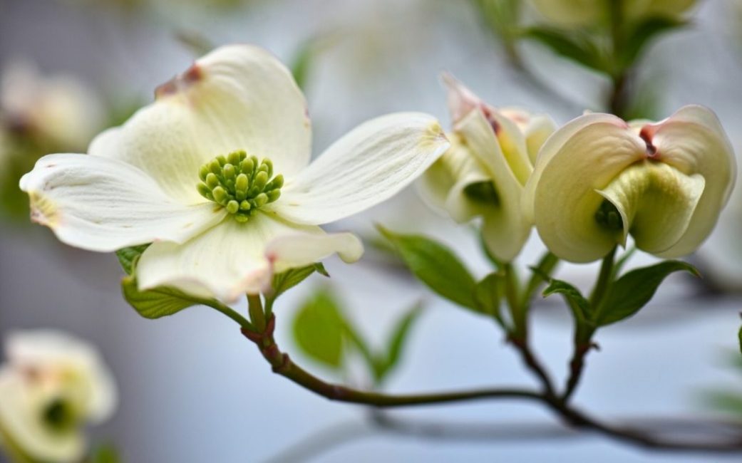 Dogwood blomma